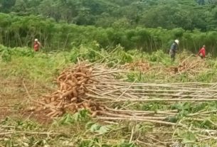 Nasib Kurang berpihak kepada petani singkong