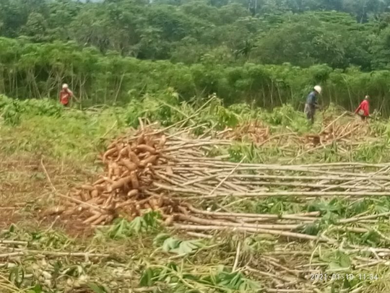 Nasib Kurang berpihak kepada petani singkong