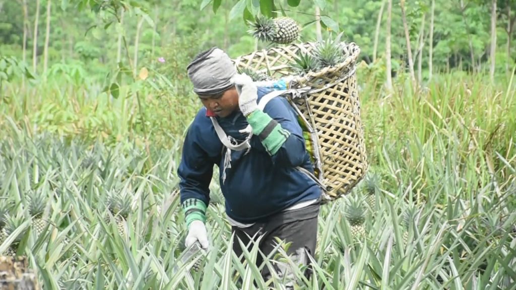 Sempat Jatuh Bangun, Panen Nanas Suban Baru Kini Berlimpah & Laris Manis