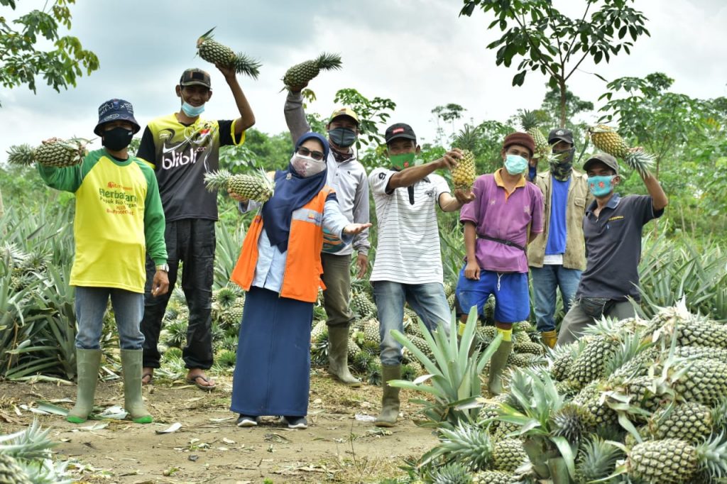 Sempat Jatuh Bangun, Panen Nanas Suban Baru Kini Berlimpah & Laris Manis