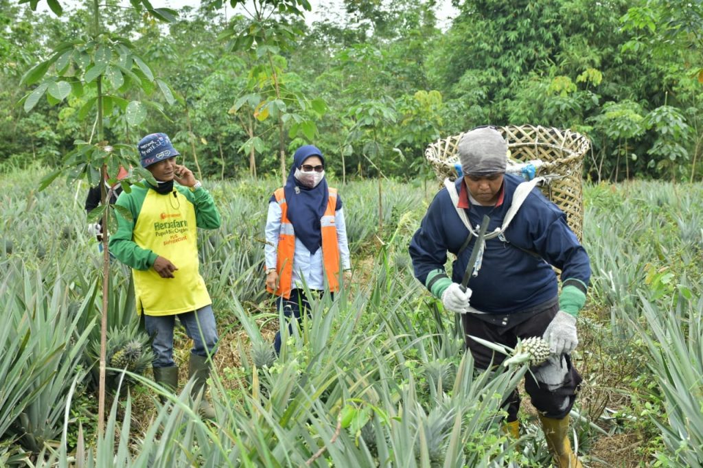 Sempat Jatuh Bangun, Panen Nanas Suban Baru Kini Berlimpah & Laris Manis