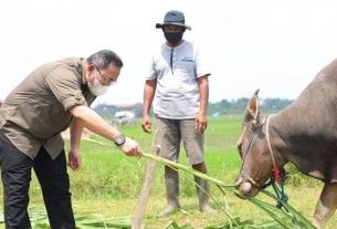 Bupati Dodi Reza Ajukan Bantuan 3 Ribu Sapi Produktif dan Perluasan Cetak Sawah