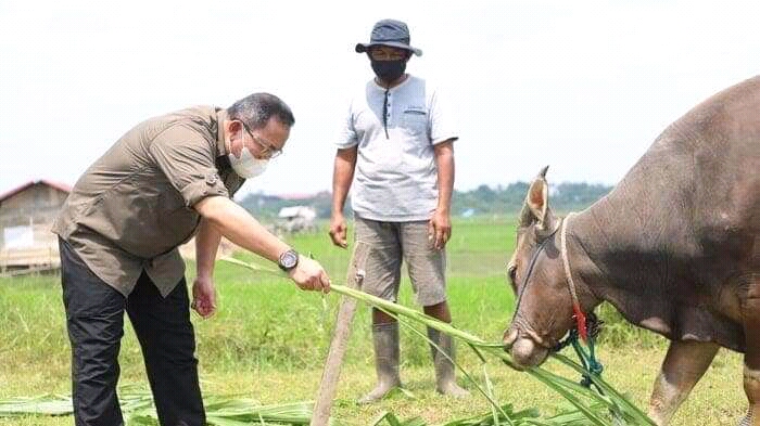 Bupati Dodi Reza Ajukan Bantuan 3 Ribu Sapi Produktif dan Perluasan Cetak Sawah