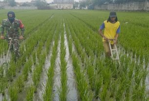 Serka Agus Raharjo melakukan perawatan tanaman padi