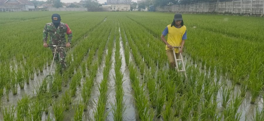 Serka Agus Raharjo melakukan perawatan tanaman padi