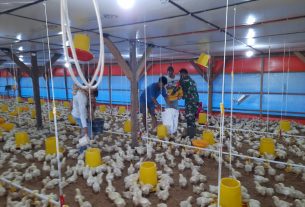 Serda Aan Ansori beserta istrinya membangun suatu usaha peternakan ayam