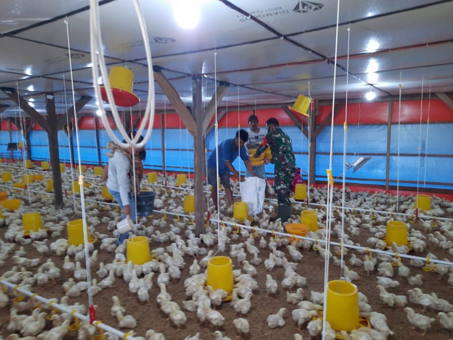 Serda Aan Ansori beserta istrinya membangun suatu usaha peternakan ayam