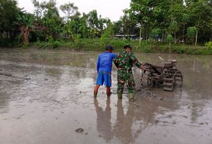 TMMD 110 Bojonegoro, TNI Juga Bantu Petani Turun Sawah Cabut Benih Padi