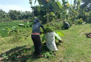 TMMD 110 Tambakrejo, TNI Bojonegoro Cari Rumput