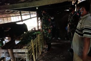 TMMD 110 Bojonegoro, TNI Belajar Cara Penggemukan Sapi