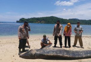 Paus Lima Meter Mati Terdampar di Pantai Tengor Cukuh Balak