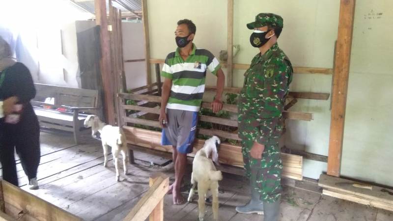 Satgas TMMD 110 Bojonegoro Belajar Cara Menggemukkan Kambing
