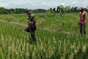 Satgas TMMD 110 Bojonegoro Bantu Peningkatan Kesuburan Lahan Pertanian