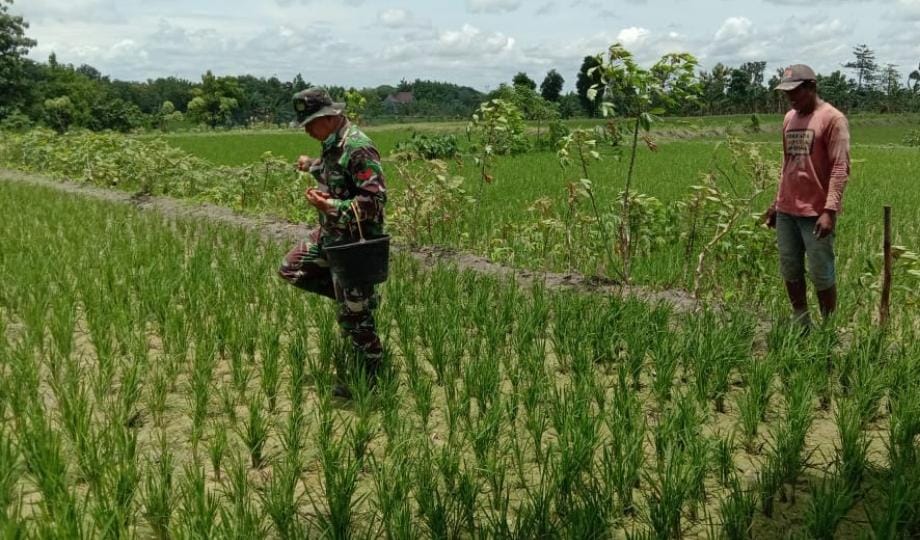 Satgas TMMD 110 Bojonegoro Bantu Peningkatan Kesuburan Lahan Pertanian