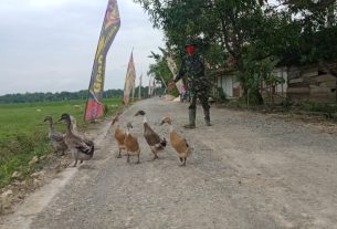 iring Bebek, Ini Yang Dilakukan Satgas TMMD 110 Tambakrejo Bojonegoro