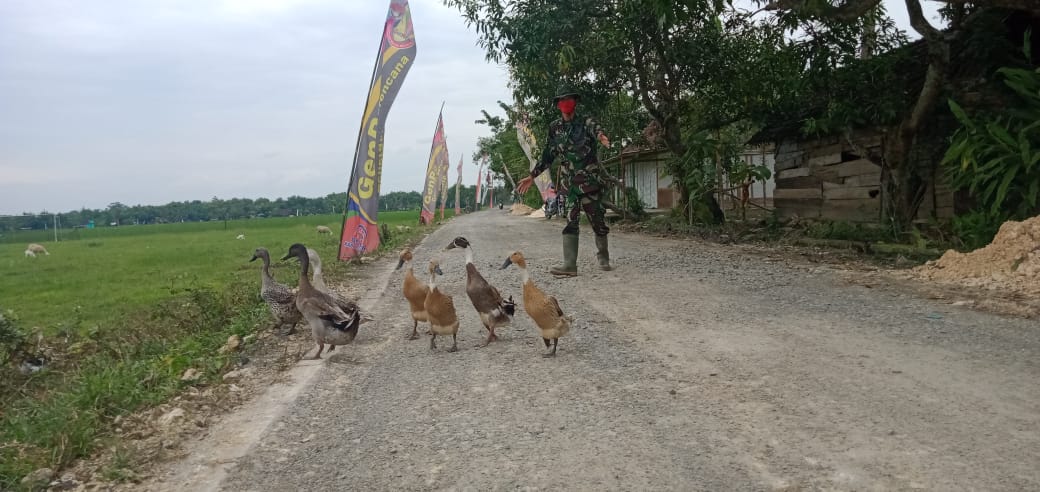 iring Bebek, Ini Yang Dilakukan Satgas TMMD 110 Tambakrejo Bojonegoro