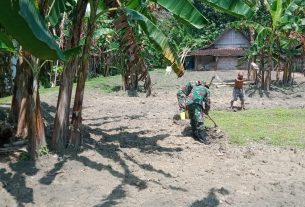 Anggota TMMD 110 Bojonegoro Di Jatimulyo Bantu Warga Bercocok Tanam