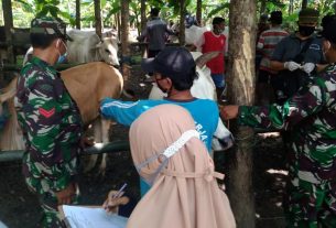 Dinas Peternakan dan Perikanan Gelar Pemeriksaan Kesehatan Sapi Dilokasi TMMD Bojonegoro