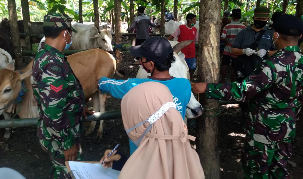 Dinas Peternakan dan Perikanan Gelar Pemeriksaan Kesehatan Sapi Dilokasi TMMD Bojonegoro