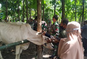 Kawin Suntik Hewan Ternak, Satgas TMMD 110 Bojonegoro Gandeng Dinas Terkait