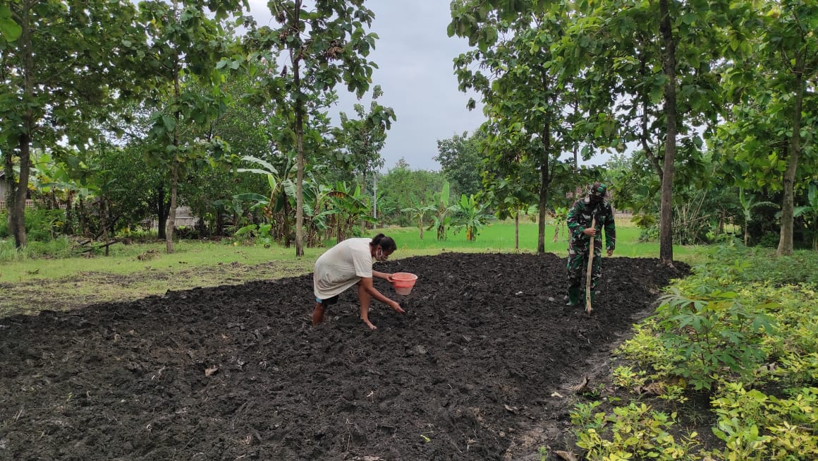 Satgas TMMD Kodim Bojonegoro Bantu Warga Tanam Kacang Tanah