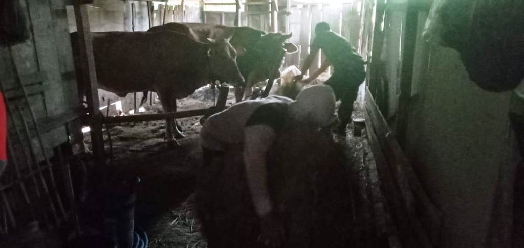 Ketika Anggota Satgas TMMD Kodim Bojonegoro Bersama Hewan Ternak
