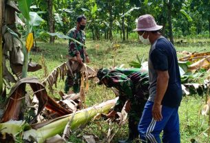 Aneh, Satgas TMMD Kodim Bojonegoro Bantu Warga Potong Gedebok Pisang Untuk Keripik