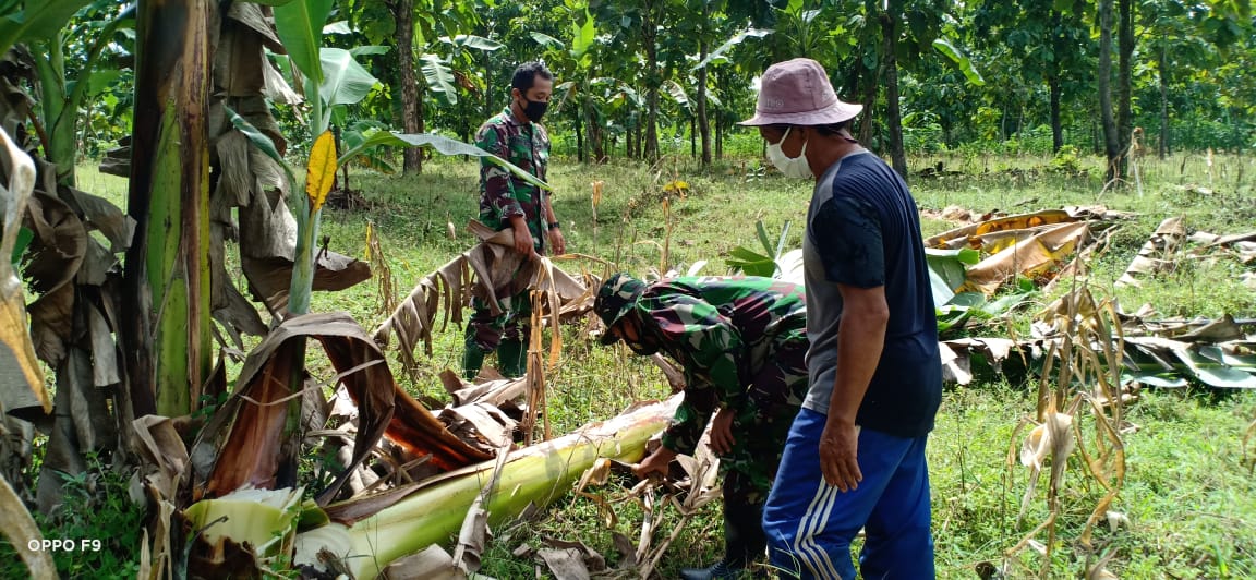 Aneh, Satgas TMMD Kodim Bojonegoro Bantu Warga Potong Gedebok Pisang Untuk Keripik