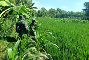 Komsos Dengan Petani, Satgas Sampaikan Program TMMD Kodim Bojonegoro