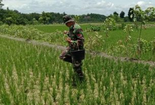 TMMD Kodim Bojonegoro, Satgas Lakukan Pendampingan Petani Ngrancang
