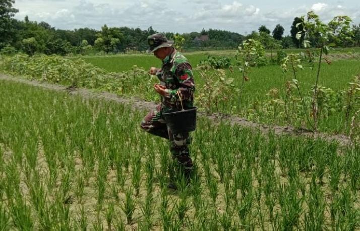 TMMD Kodim Bojonegoro, Satgas Lakukan Pendampingan Petani Ngrancang