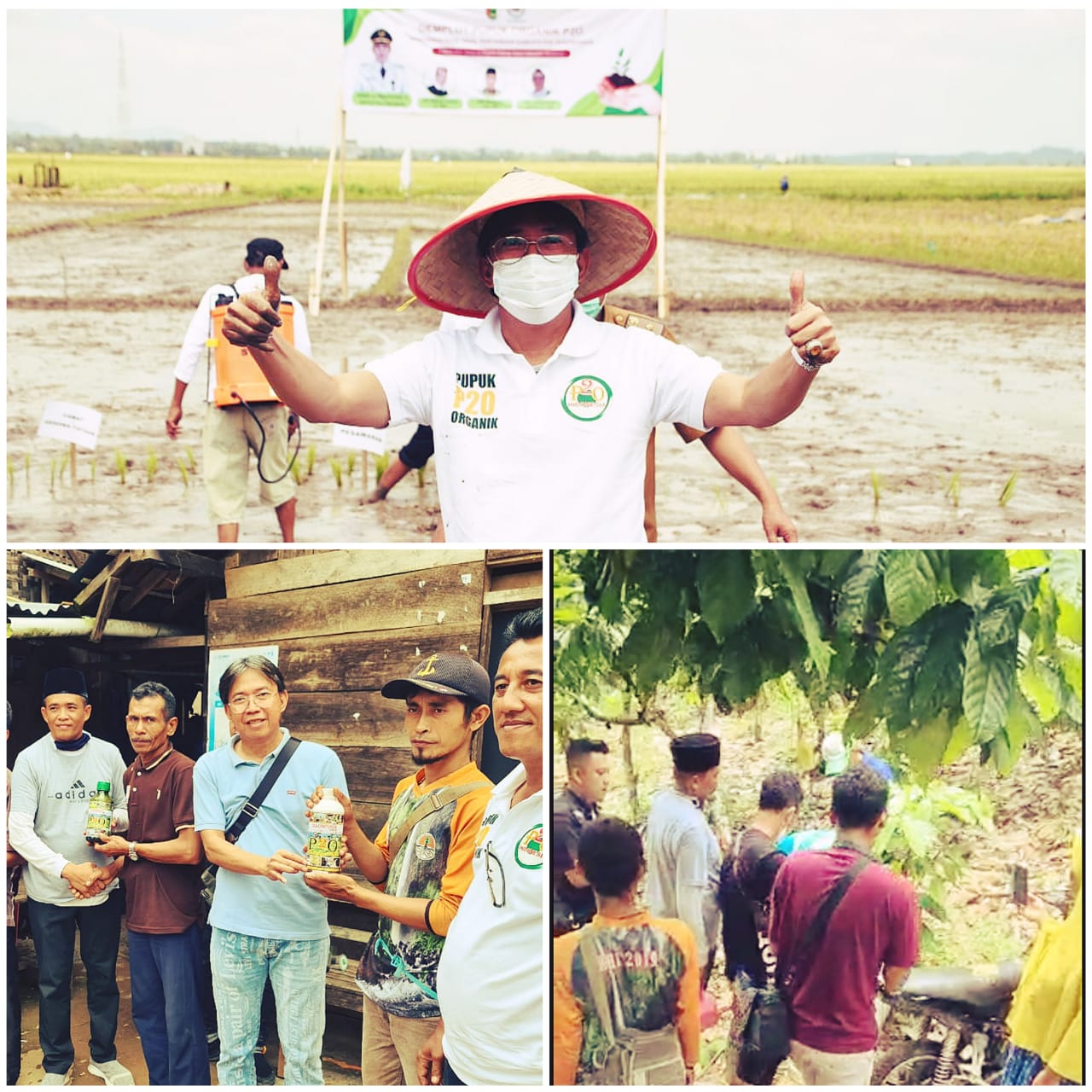 Gak Pakai Lama, Distributor P2O Indonesia Area Sumatera Ujicoba Pupuk Organik di Kebun Kakao Bayas Jaya Pesawaran