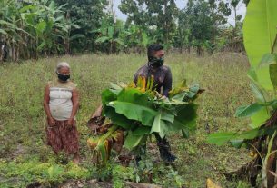 Satuan Tugas TMMD Bojonegoro Bantu Warga Cari Pakan Ternak