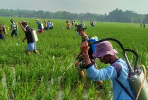 Kades Ngrancang, Apresiasi Satuan Tugas TMMD Bojonegoro Basmi Hama Wereng