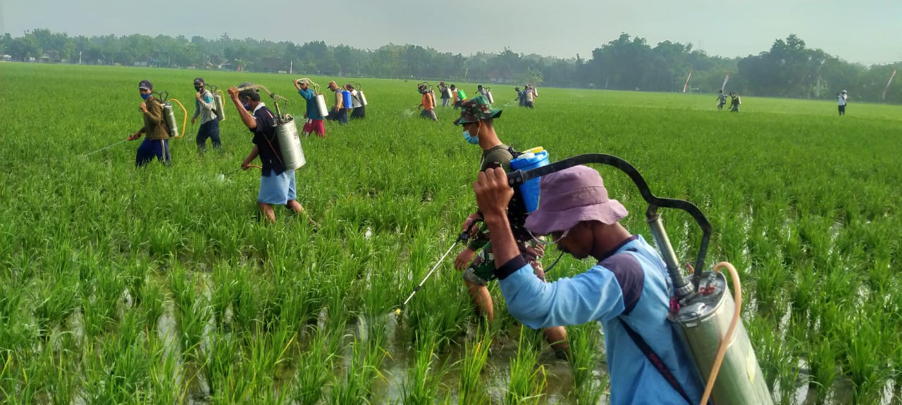 Kades Ngrancang, Apresiasi Satuan Tugas TMMD Bojonegoro Basmi Hama Wereng