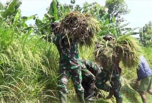 Satuan Tugas TMMD Kodim Bojonegoro Bantu Warga Memanen Padi