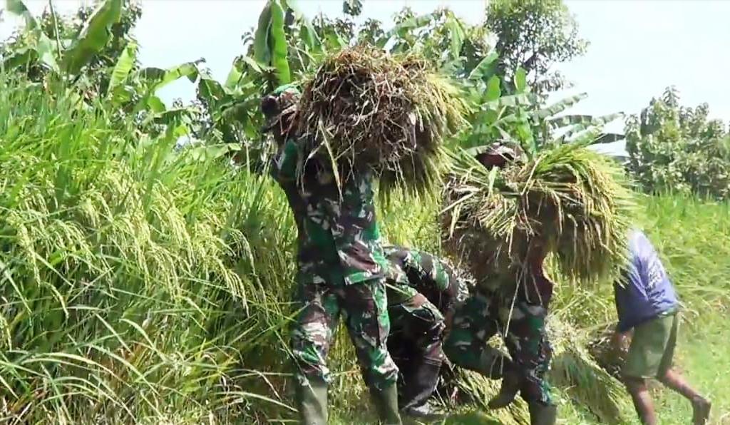 Satuan Tugas TMMD Kodim Bojonegoro Bantu Warga Memanen Padi