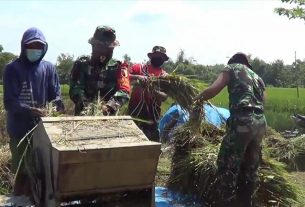 Bantu Masyarakat, Satuan Tugas TMMD Bojonegoro Kompak Rontokkan Padi