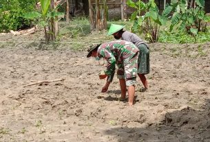 Tingkatkan Produksi, Satgas TMMD Bojonegoro Bantu Tanam Benih Kacang