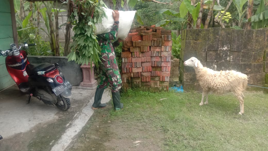 Satgas TMMD Bojonegoro Bantu Warga Bawakan Pakan Ternak