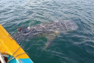 Hiu Tutul Muncul di Perairan Laut Pulau Lahu Pesawaran