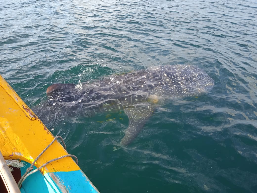 Hiu Tutul Muncul di Perairan Laut Pulau Lahu Pesawaran