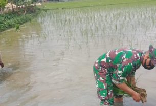 Anggota Satgas TMMD Bojonegoro Bantu Petani Tanam Padi