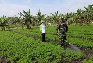 Satgas TMMD 110 Bojonegoro Komsos Dengan Petani Semprot Tanaman Kedelai