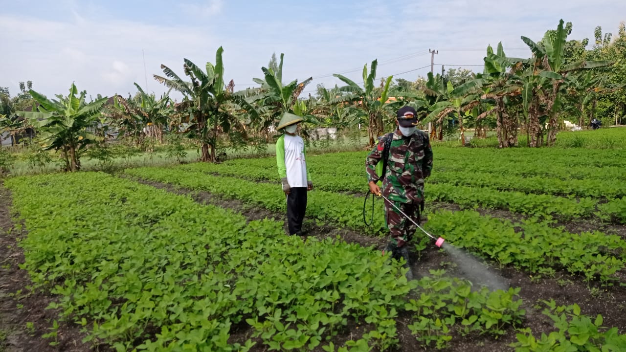 Satgas TMMD 110 Bojonegoro Komsos Dengan Petani Semprot Tanaman Kedelai