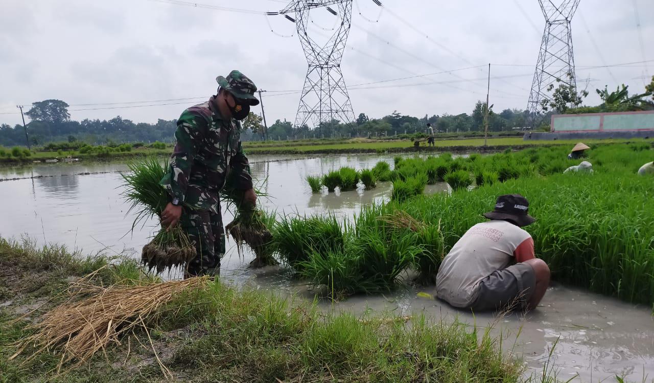 Dukung Swasembada Pangan, Satgas TMMD Bojonegoro Bantu Petani Semai Padi