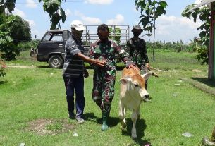 TMMD Bojonegoro, Satgas Bantu Turunkan Sapi Milik Warga