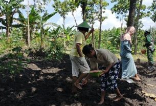 Dorong Ketahanan Pangan, Satgas TMMD Bojonegoro Bantu Tanam Kacang