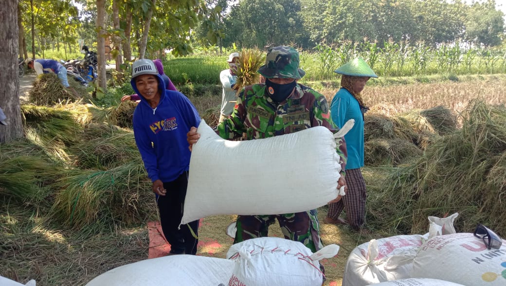 Panen Raya, Satgas TMMD 110 Bojonegoro Bantu Angkat Gabah