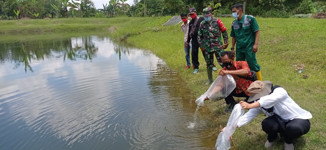 Kades Jatimulyo, Apresiasi Bantuan Benih Ikan Melalui Program TMMD Bojonegoro